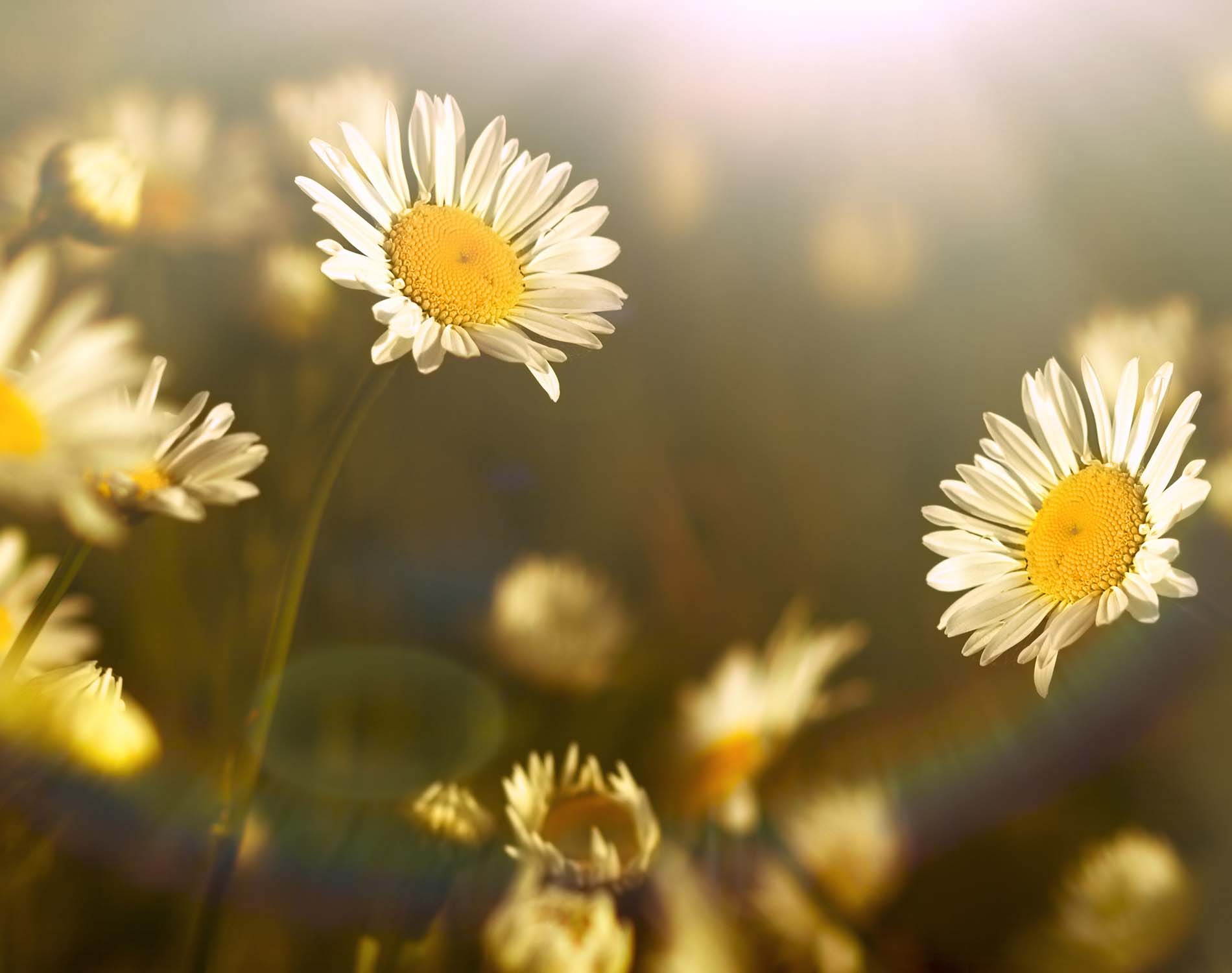 /-/media/images/website/background-images/gpof/plants/adobestock_123452748.ashx